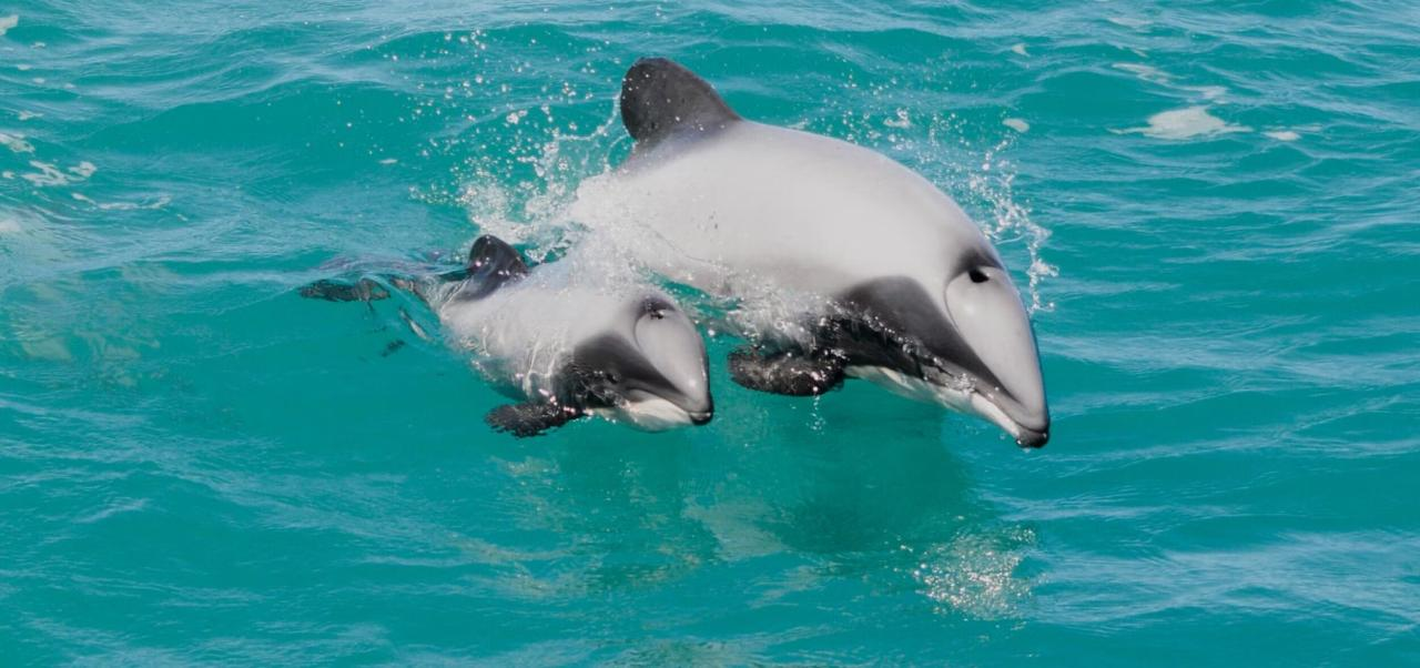 Akaroa Harbour Cruise to see Hector’s Dolphins - Photo 1 of 22